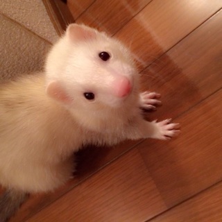 すてきな里親様にであえました!