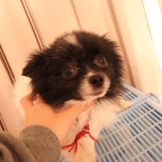 募集ストップします