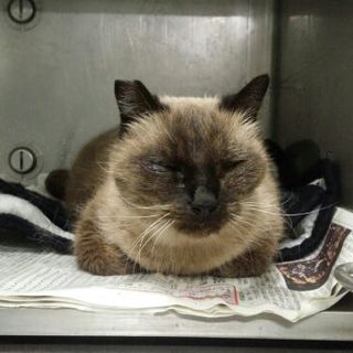 シャムのマリアを助けて下さい