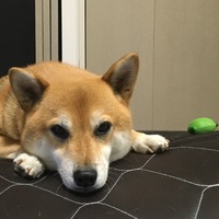 リク（大地）