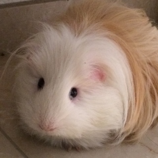 モルモットの里親募集！