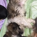 シーズー 総理 家族を探してます。