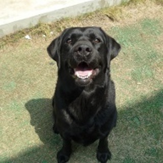 里親さん決まりました　-　黒ラブの女の子 5歳　