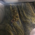 レオパ里親募集中