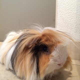 モルモットの里親募集！