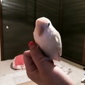 コザクラインコ5月生まれ