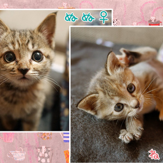 甘えん坊★仲良しキジトラ義姉妹★1か月半と2か月半