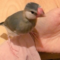 ぽっぽ