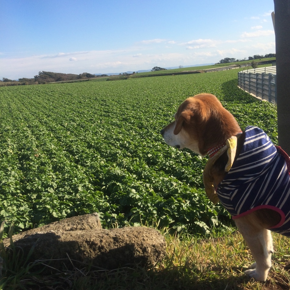 渡辺モカのカバー写真