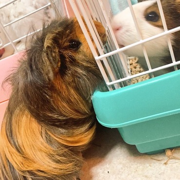 キュキュの写真