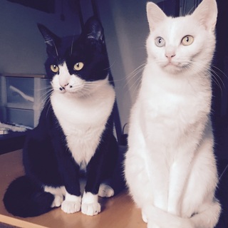 2匹の猫の引き取り先を探しています。