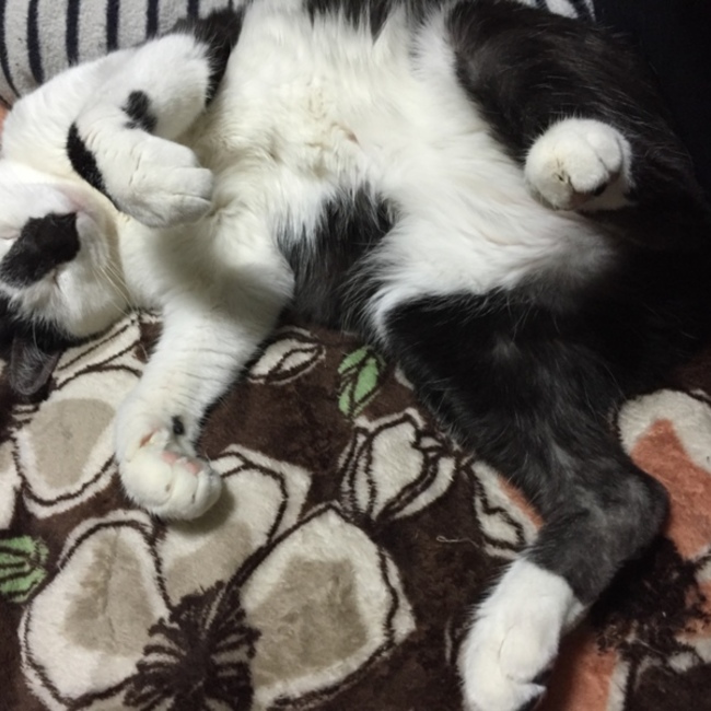 猫まるのカバー写真