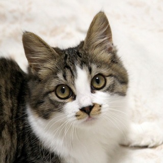 半長毛のふわもこ美少女・フォルテ