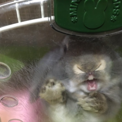 生後そろそろ9ヶ月　すっかりオトナに