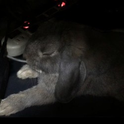 「生後そろそろ9ヶ月　すっかりオトナに」サムネイル2