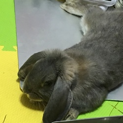 「生後そろそろ9ヶ月　すっかりオトナに」サムネイル3