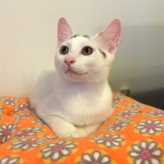 八の字模様のはっちゃん