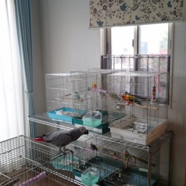 マゴコのカバー写真