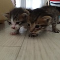 子猫二匹里親募集中です！