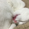 珍しく舌が出ている