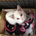 ミケと白い猫