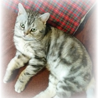 7歳アメショ―　チャーミーくん