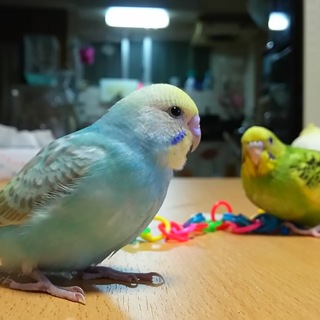 《再募集》仲良しセキセイインコ2羽の里親様募集です