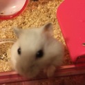 ハムスター里親募集