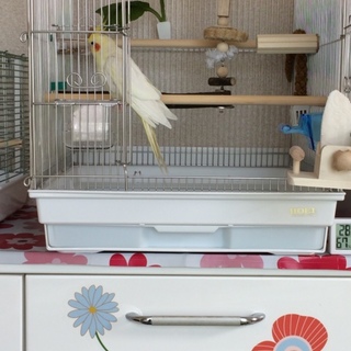 オカメインコルチノー