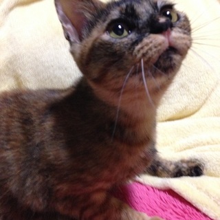 シマサビの女の子☆べらぼう甘えん坊