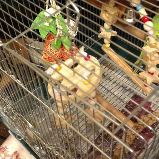 セキセイインコの里親を募集します