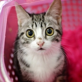 アメショミックス美人【胡冬】