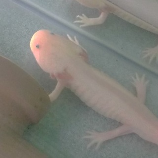 ウーパールーパー二匹の里親さん