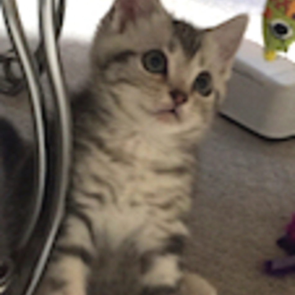 オセロのカバー写真