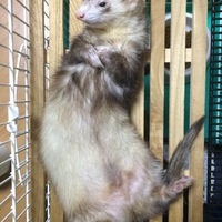 ミル