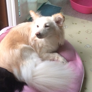 トライアル予定あり。募集一時停止