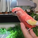 【一時募集停止】アキクサインコ