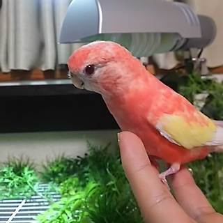【一時募集停止】アキクサインコ