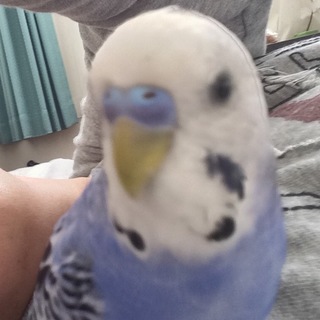 セキセイインコ、ヴァイオレット、♂の里親募集