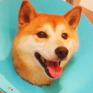 柴犬♀4歳のジュリ♡ご家族さま決定！