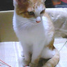 茶白の可愛い子です サムネイル3