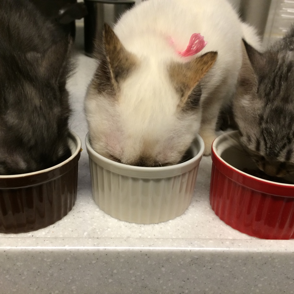 ヨシ子のカバー写真