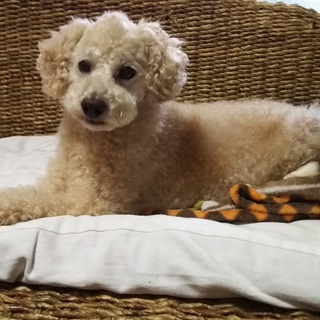 アムル君推定7～8才位甘えん坊君