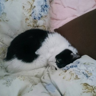 添い寝が大好きな甘えん坊の男のコです。