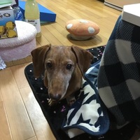 ボブ