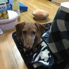 ボブ