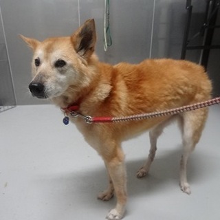 譲渡候補犬のご紹介（さわさん（名前変更可））