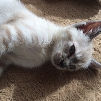 つくね