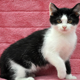 シャイで寂しがりな黒白子猫★次郎くん