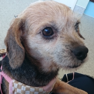 多頭飼育出身、元気なアンちゃん。